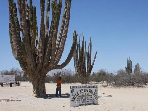 Paseo por Mexico Valley of the Giants in Mexicali