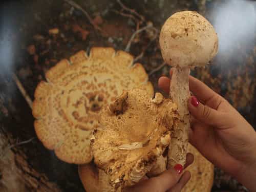 Paseo por Mexico Mushroom and Apple Fair in Acaxochitlán