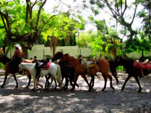 Paseo por Mexico Horseback riding in Ajijic, Chapala