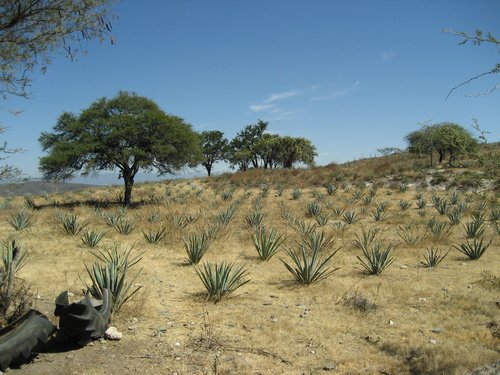 Paseo por Mexico Mezcal Agaves in Ahuatlán