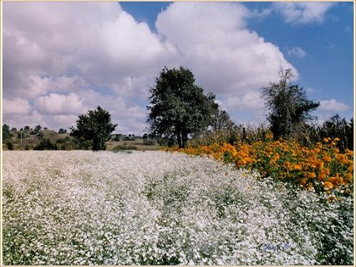 Paseo por Mexico Calpan flowers