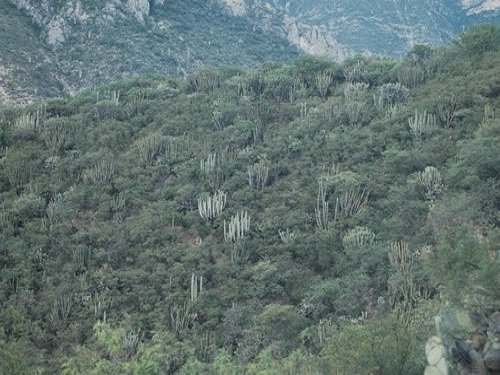 Paseo por Mexico Caltepec Vegetation Landscape