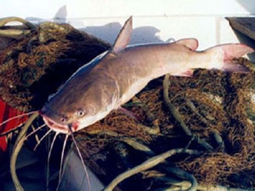 Paseo por Mexico Catfish farms in Cohetzala