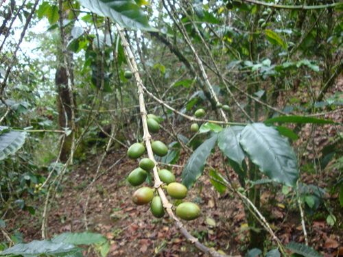 Paseo por Mexico Cuetzalan Coffee Plantations