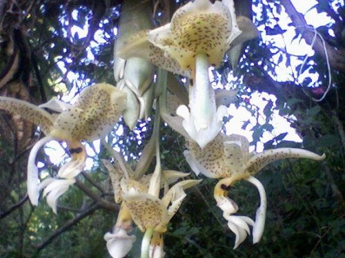 Paseo por Mexico Orchids of Naupan