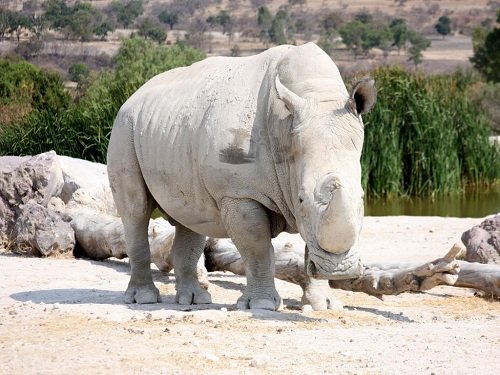 Paseo por Mexico Africam Safari in Puebla