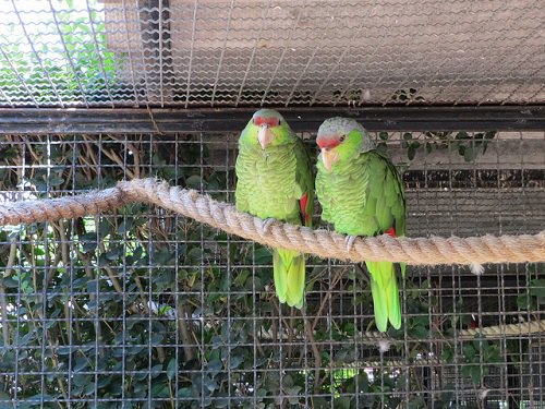 Paseo por Mexico Parrot Park of Puebla