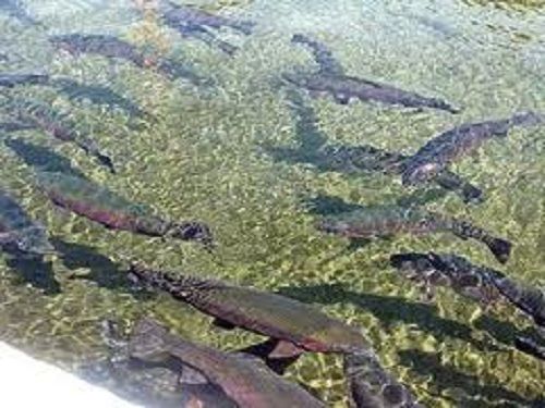 Paseo por Mexico Rainbow trout farms in Quimixtlán