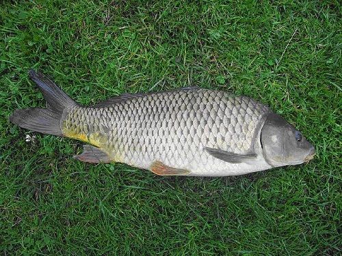 Paseo por Mexico Carp Farm in San Miguel Ixitlán