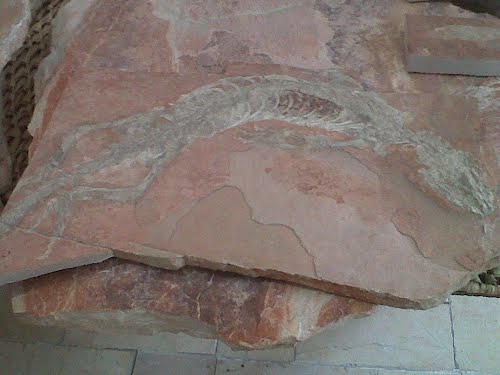 Paseo por Mexico Fossils from the Tlayúa Quarry in Tepexi de Rodríguez