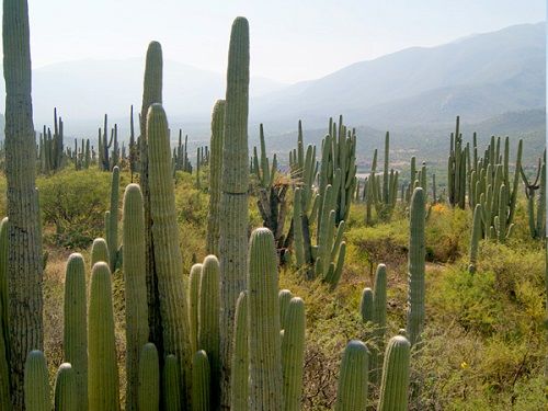 Paseo por Mexico Helia Bravo Hollis Community Botanical Garden in Zapotitlán