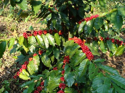 Paseo por Mexico Coffee plantations in Zihuateutla